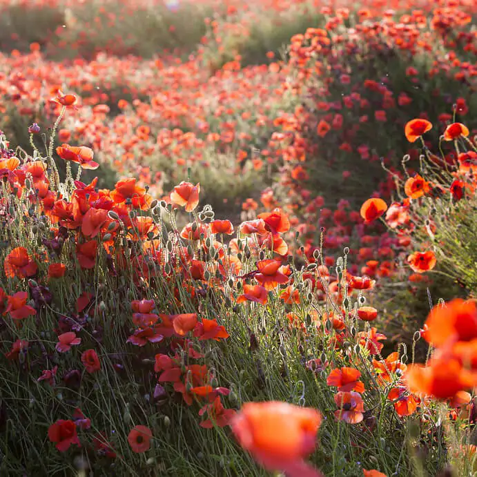 kidderminster flowers