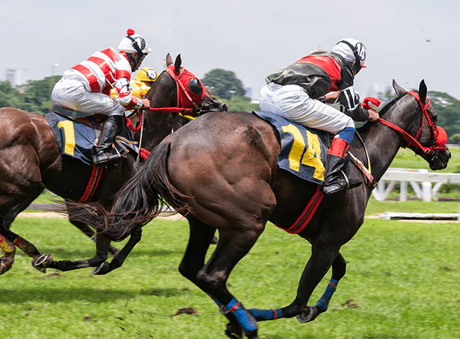 horses racing to finish line at Cheltenham