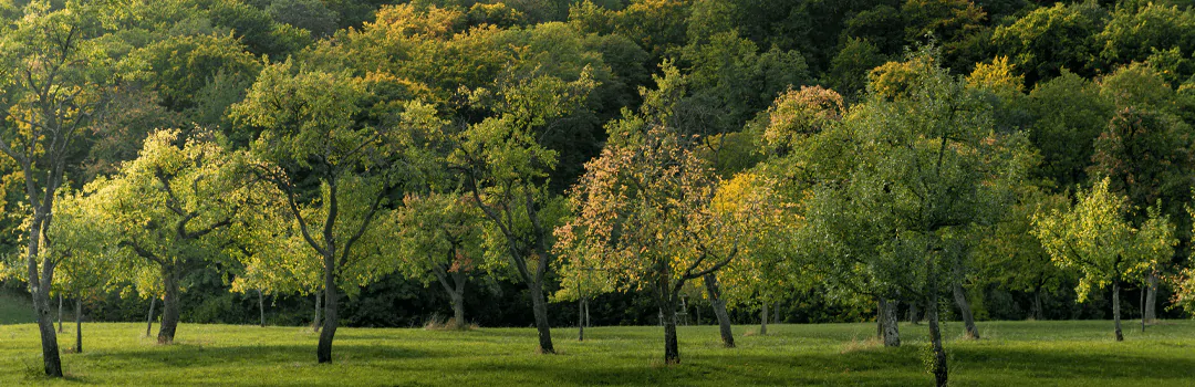 St Neots area guide, best of st neots