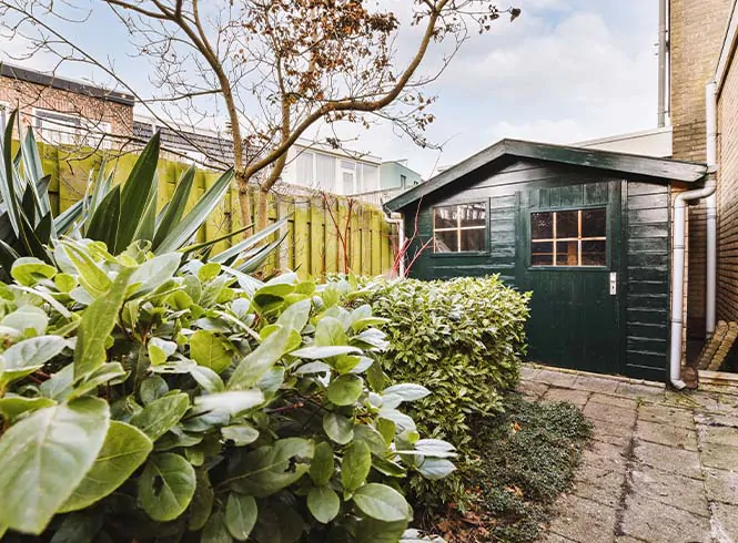 green shed behind green shrubs