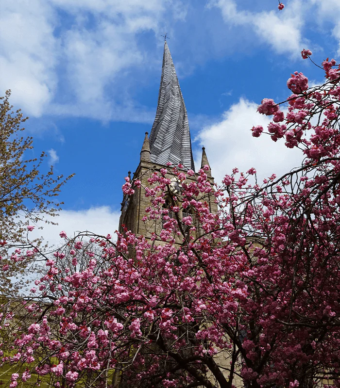 A church spire rises above vibrant pink blossoms against a partly cloudy blue sky.
