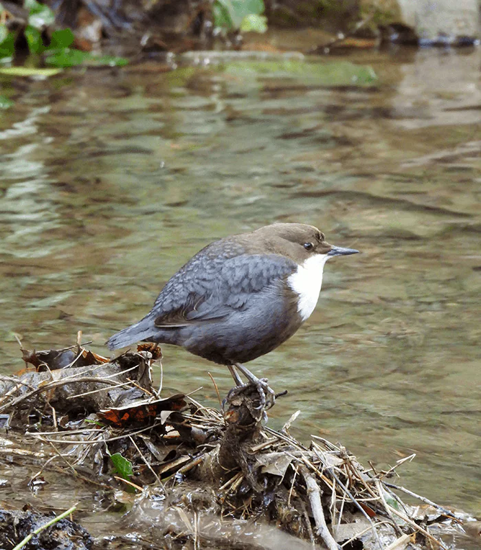 A small bird with a brown-grey body and white throat stands on a log by a clear stream, surrounded by leaves and water.