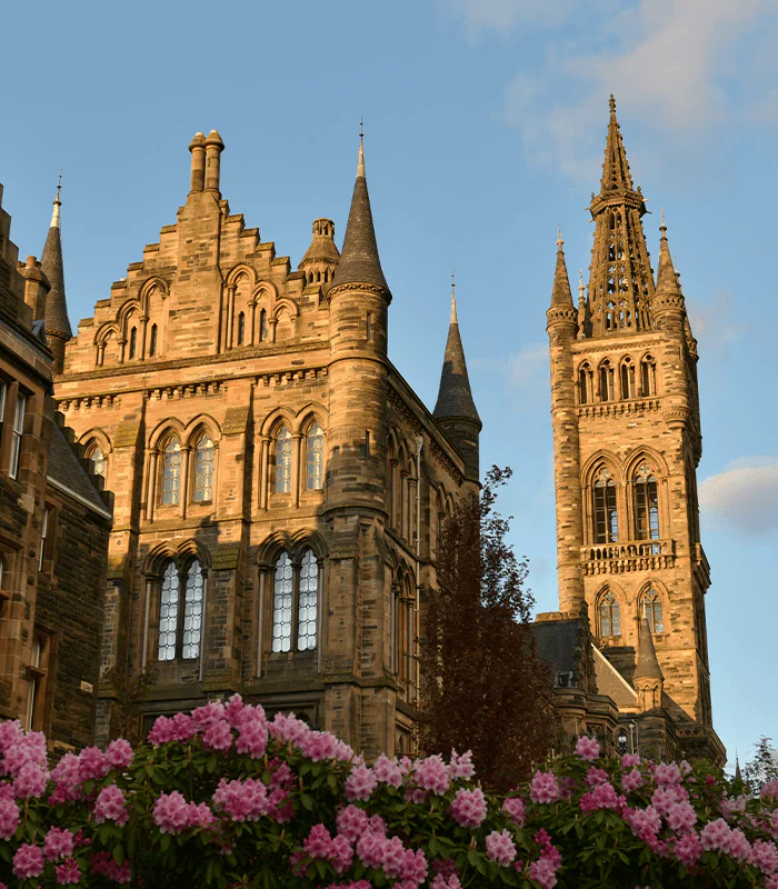 A picturesque view of ornate stone buildings with Gothic architecture, surrounded by vibrant pink rhododendrons under a clear sky.
