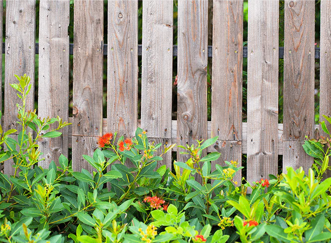 Wooden fence with alternating slats, surrounded by vibrant green foliage and colourful flowers blooming at the base.